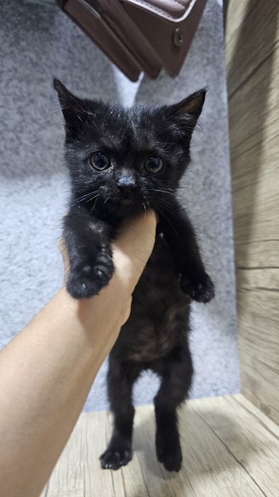 Отдам маленького котёнка