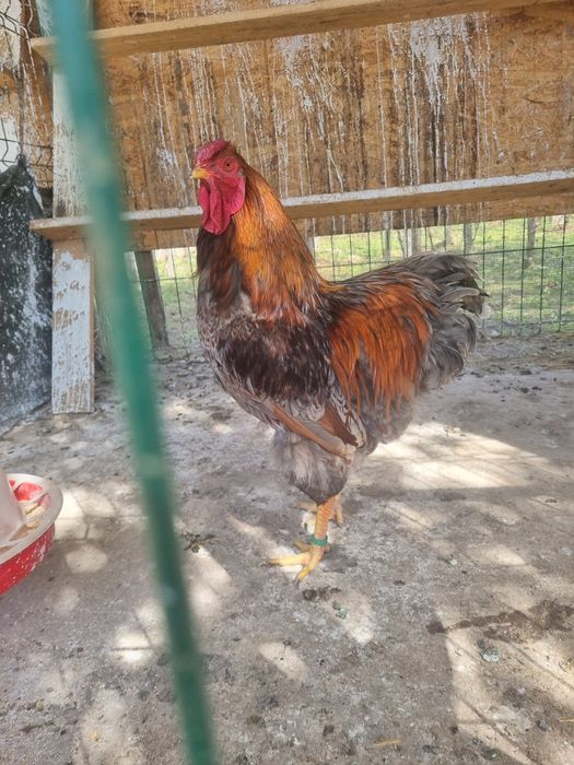 Cocoși Wyandotte 2025