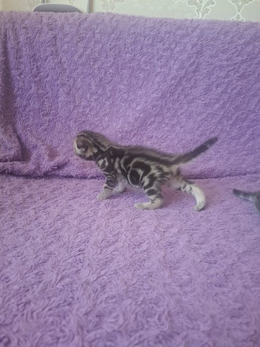 Продам котят шотландских