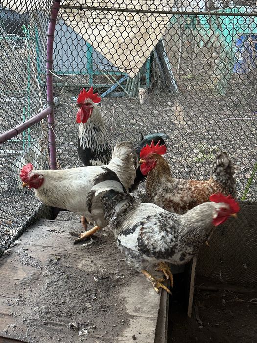 Петухи домашние