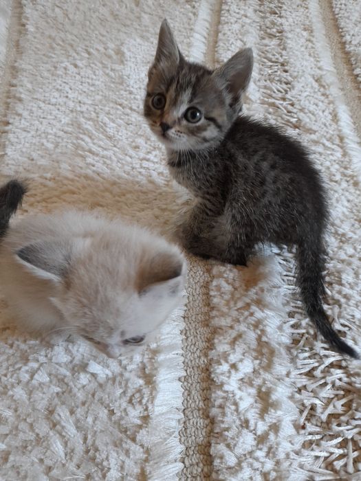 Котята метисы шотландской/сиамской породы