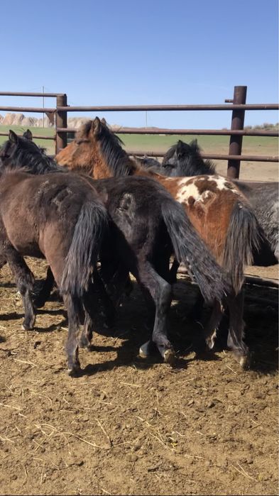 Жабагылар 50 бас еркек