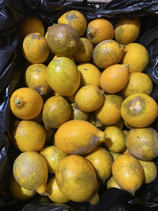 ЛИМОН "Ташкентский" 3 сорт