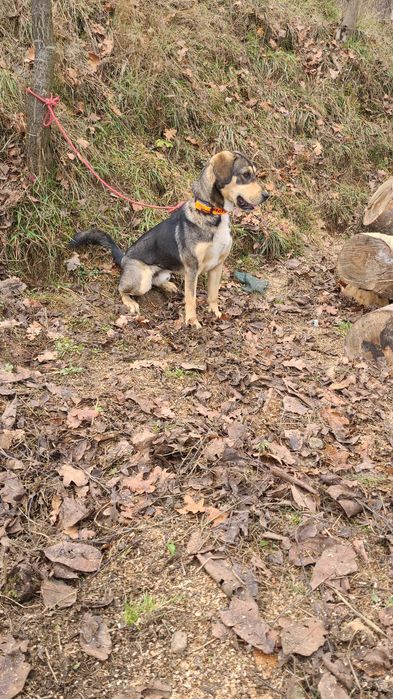 Câine de vânătoare