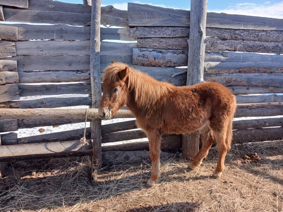 4 тай/лошади, 3ұрғашы,  1еркек