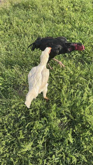 Бойцовский Корейский петух и курочка куры белый чисто