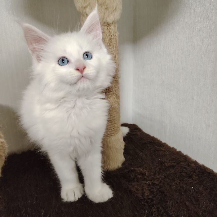 В продаже Котята Мейн-кун