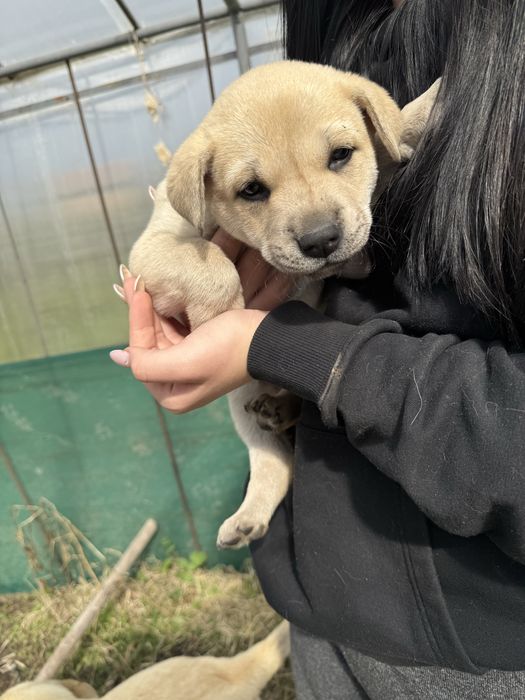 Подарявам кученца