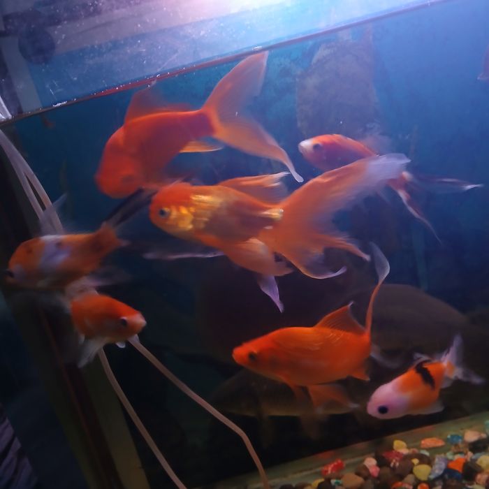 Akvarium baliqlari sotiladi