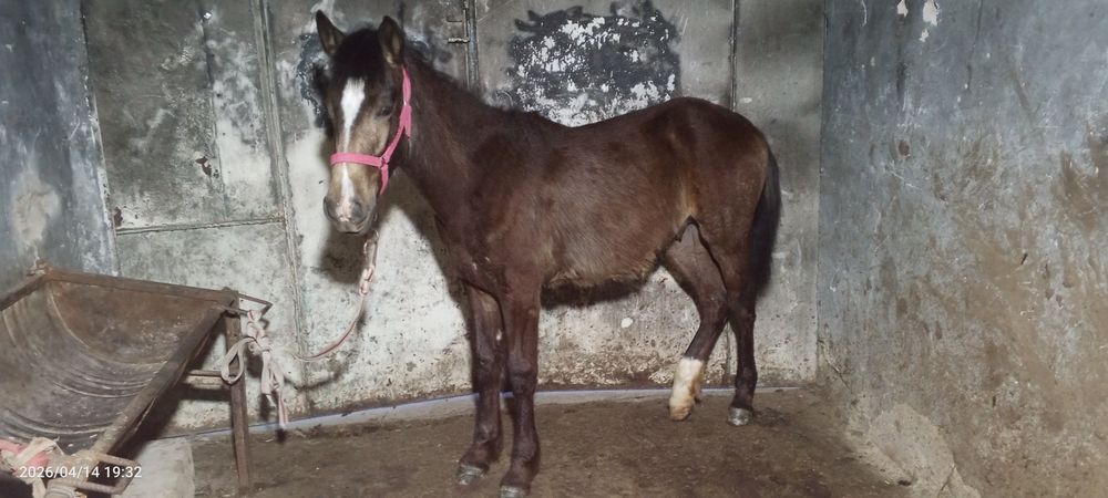 8 oylik toycha sotiladi