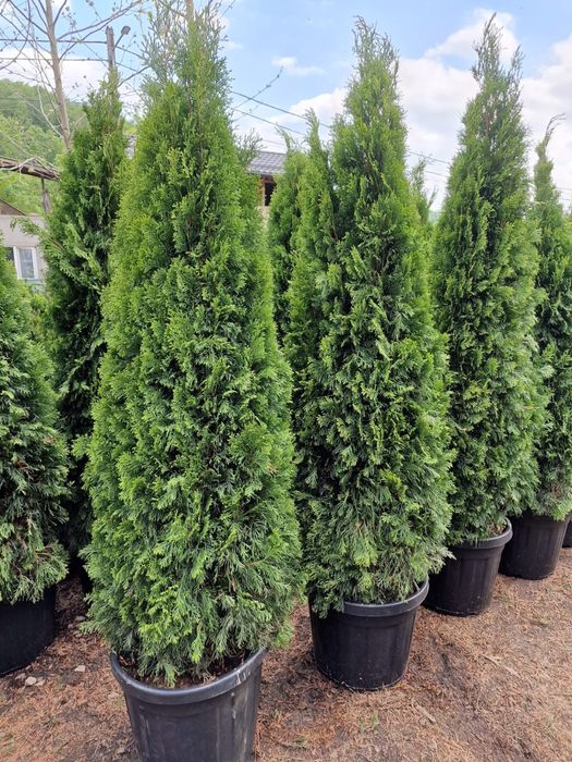 Vand tuia thuja la ghiveci