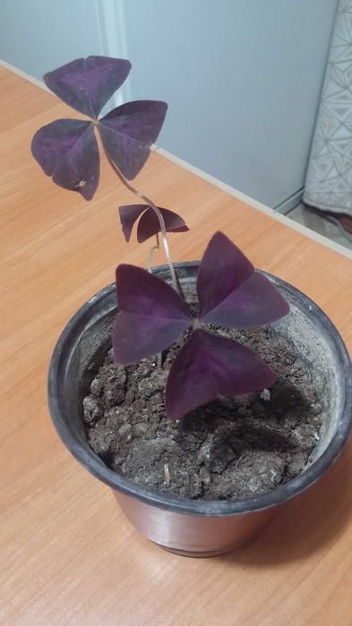 Кислица комнатная