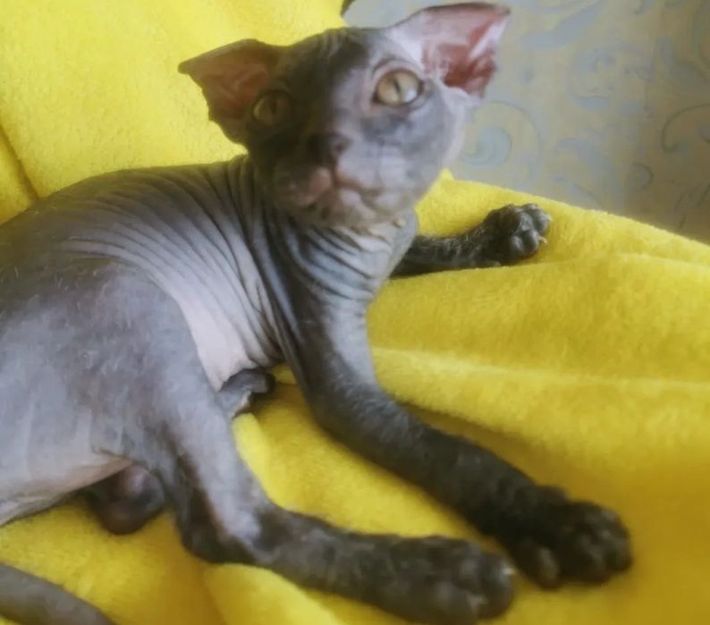 Продаються котята сфинкса