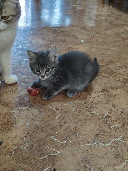 Продам шотландских котят