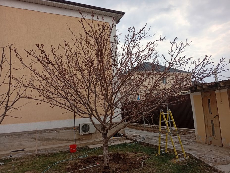 Обрезка плодовых деревьев