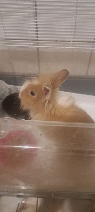 Iepuraș cap de leu împreună cu cușcă (preț negociabil)