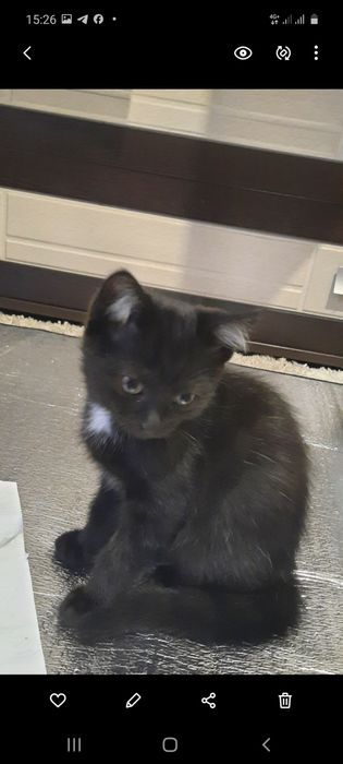 Дарю котенка,мальчик
