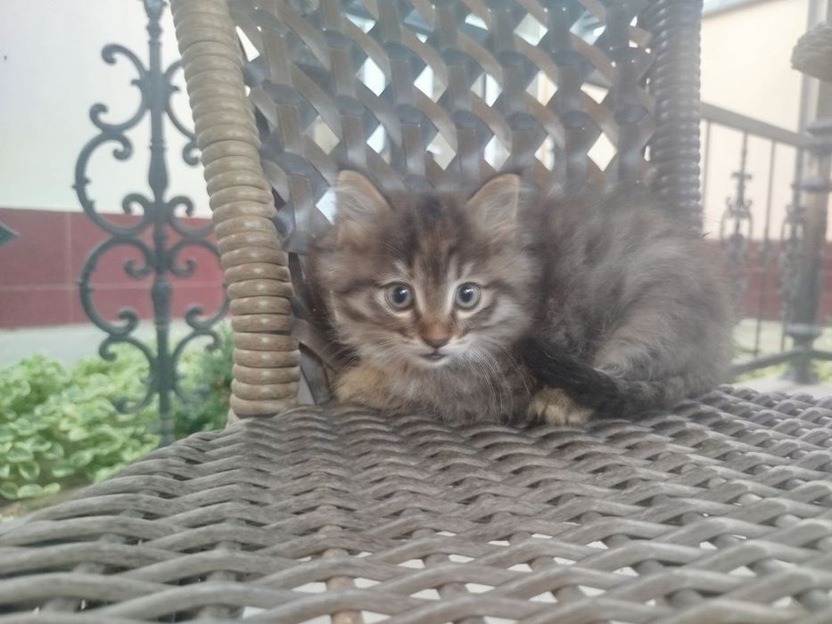 БЕСПЛАТНО!!!  Отдам котенка , девочка