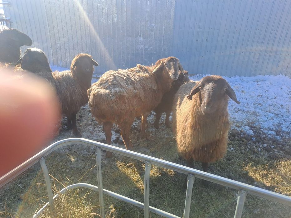 Продам баранов ярки