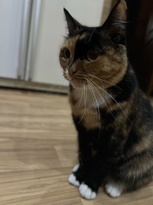 Пристраивается кошка ( стерилизованная)