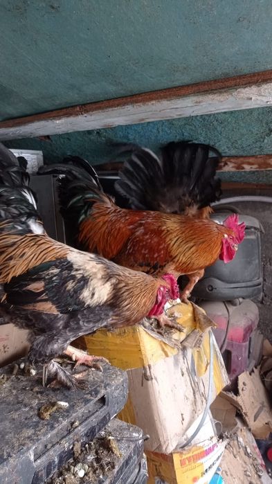 Продаём петухов домашние