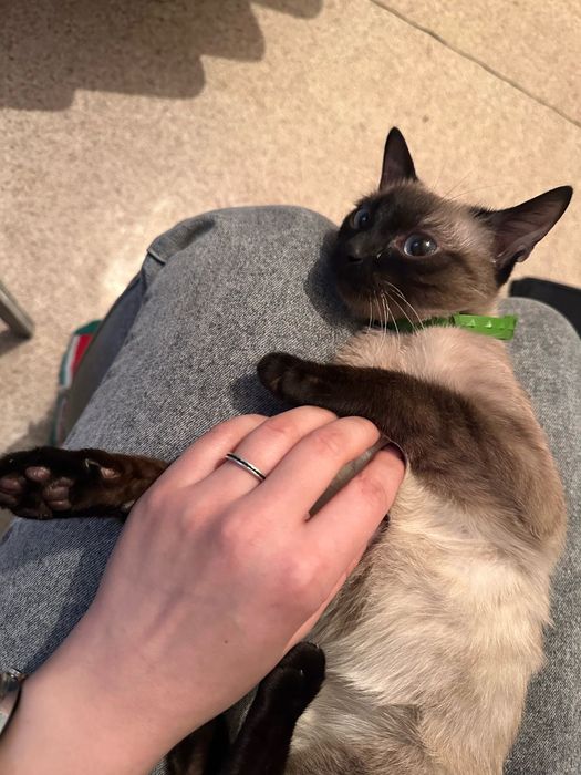 Кот мальчик в хорошие руки