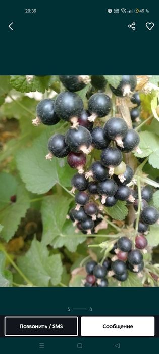 Смородина чёрная шотут Smorodina qora rosiya shotut