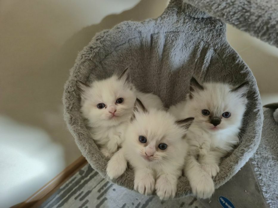 Ragdoll Cats / Регдол Котенца