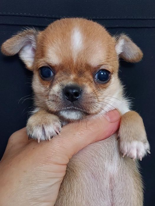 Продаю щенков чихуахуа