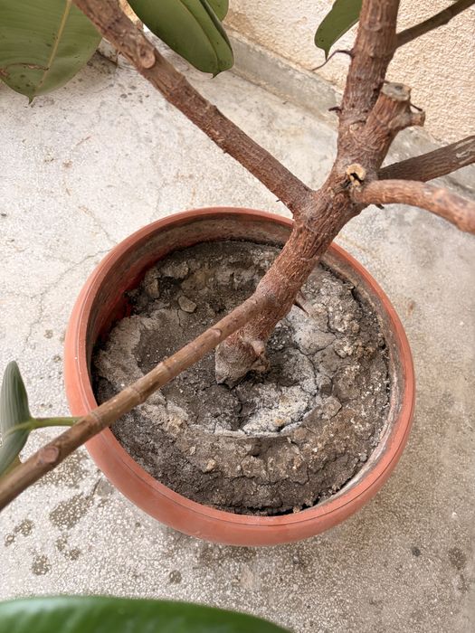 Vand Urgent Planta Ficus Elastica