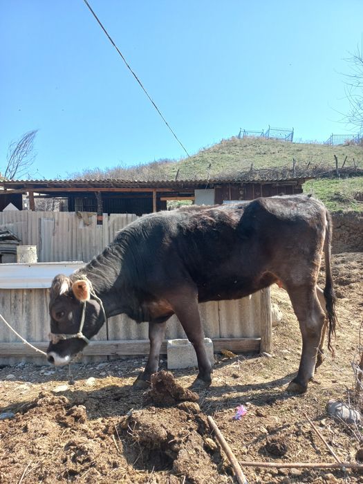 Сиыр сатылады (Алатау-Швед)