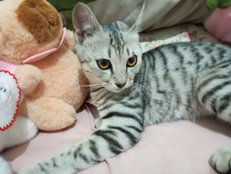 Отдам котенка в добрые руки