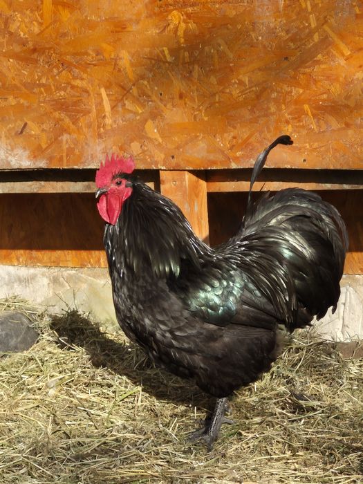 Cocos Australorp