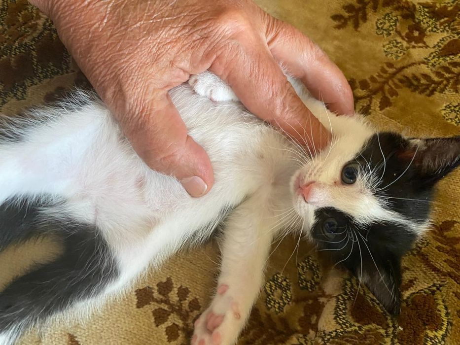 Котята от крысоловки