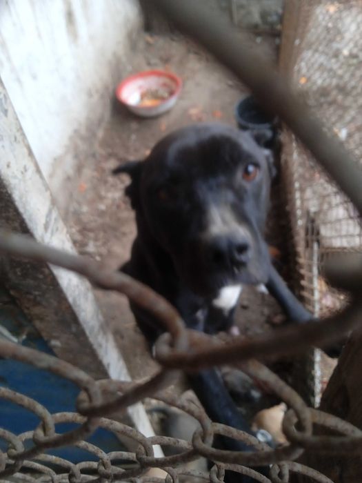 Pitbull it urgochi sotiladi