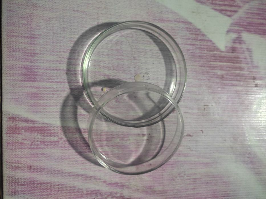 Chashka petri. Чашка петри.