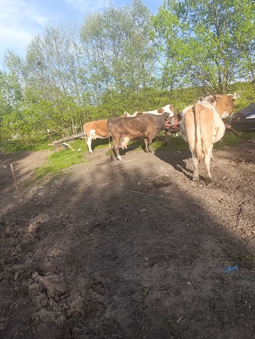 Vând vaci cu lapte și gestante 11 bucăți