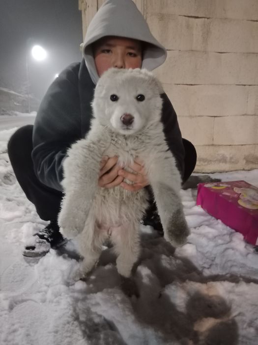 Продается щенок самоед девочка