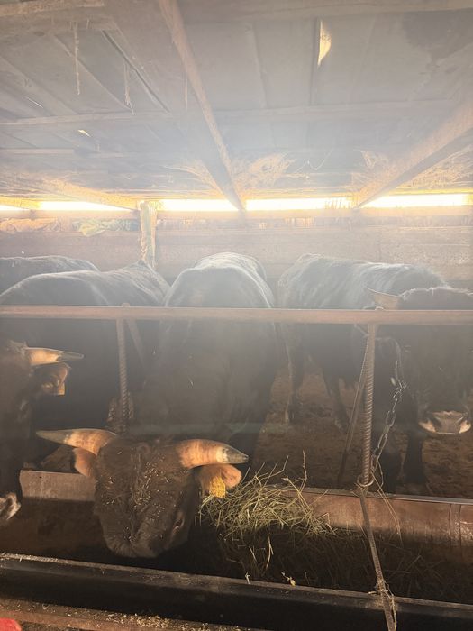 Продам жирных быков