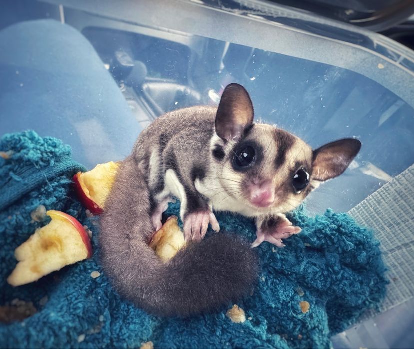 Veverita zburatoare sugar glider
