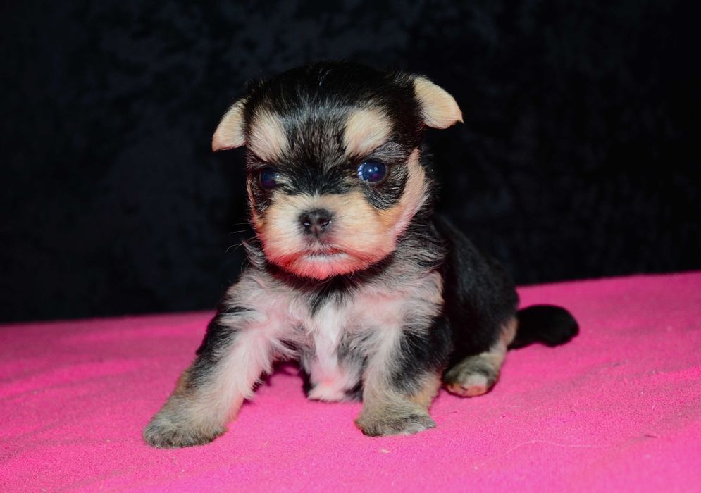 Йоркширский терьер ,мини ,,baby-face'' !