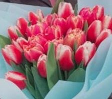 Тюльпаны оптом и розница