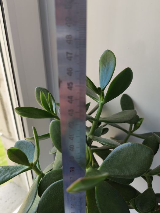 Продам денежное дерево, алоэ вера