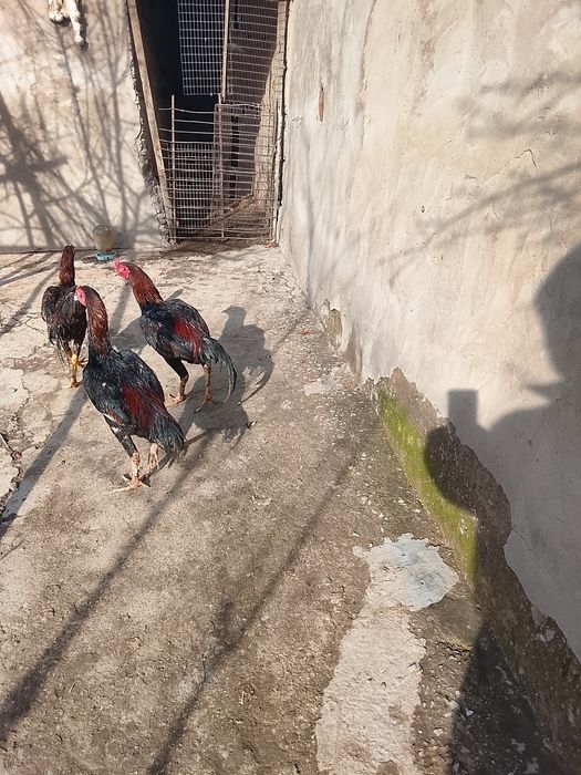 Дакан шоже кораз сатылады