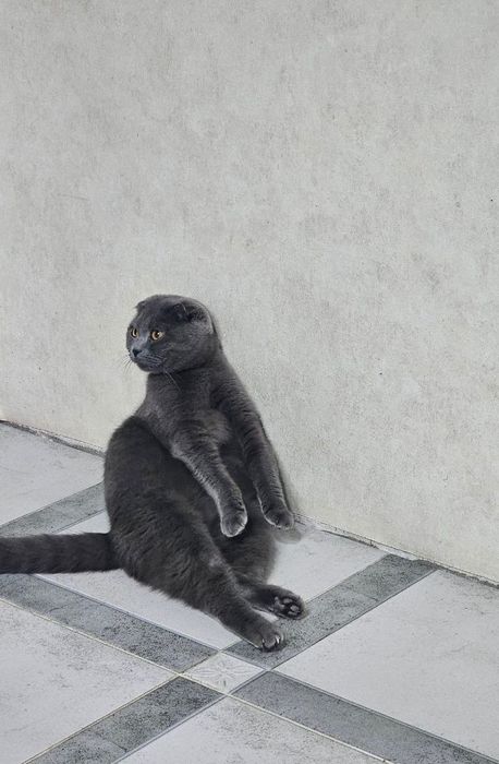 Вислоухий котенок
