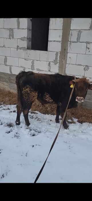 Продам хорошего бычка