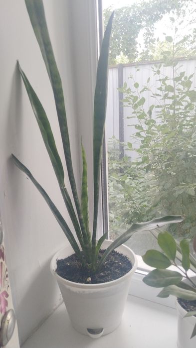 Продаю цветы комнатные красивые