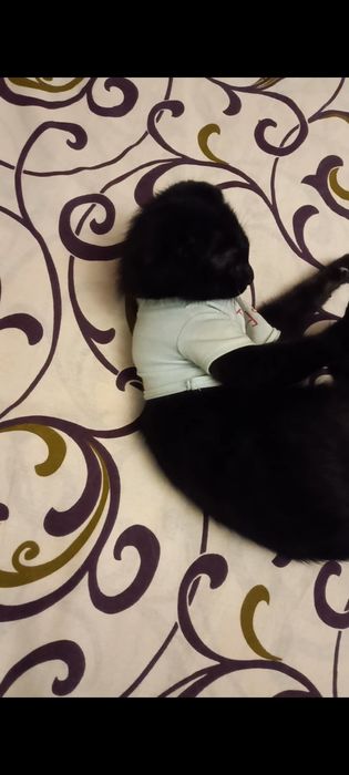 Акилли одобли мушукча