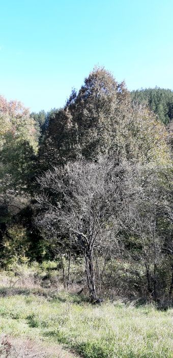 Продава се Парцел в с. Златуша, Област София-област - 725 кв.м за 17 €/кв.м - Снимка #1