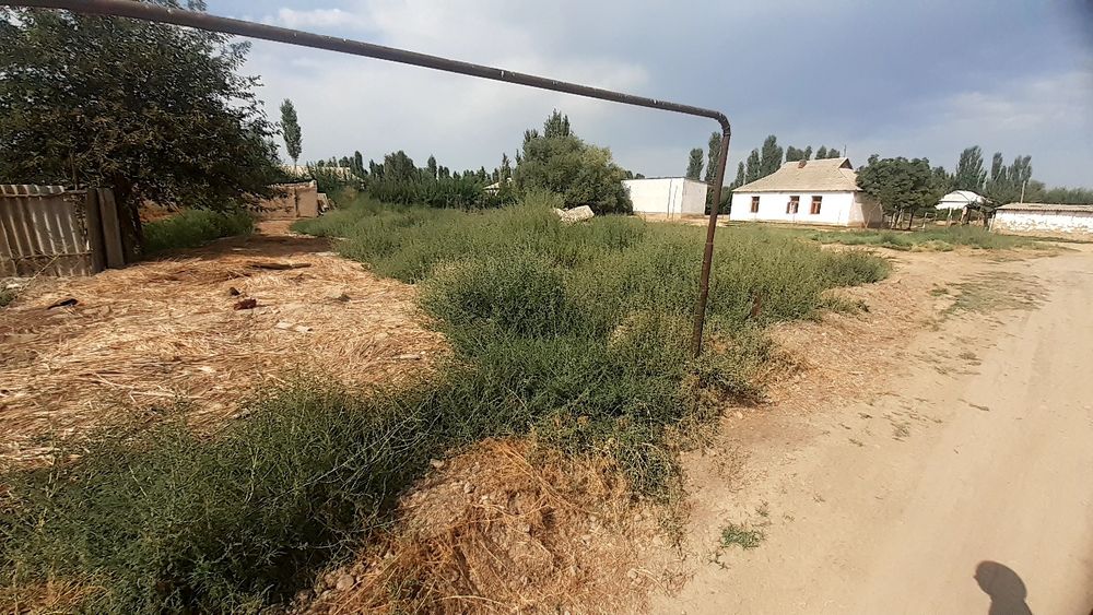 Сирдарё мирзаобод туманида 16сотих курук ер сотилади